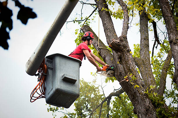 Best Commercial Tree Services  in Shelley, ID